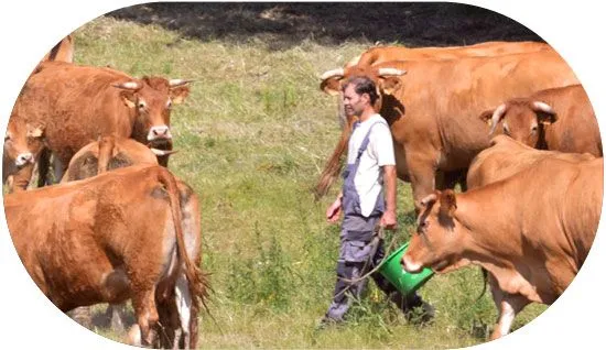 une ferme biologique en Bretagne